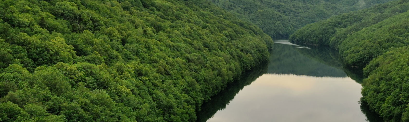 River in forest