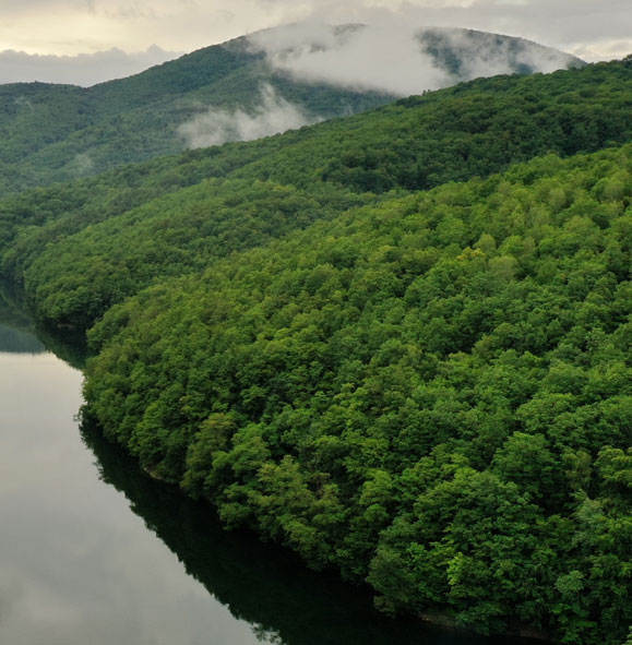 River in forest